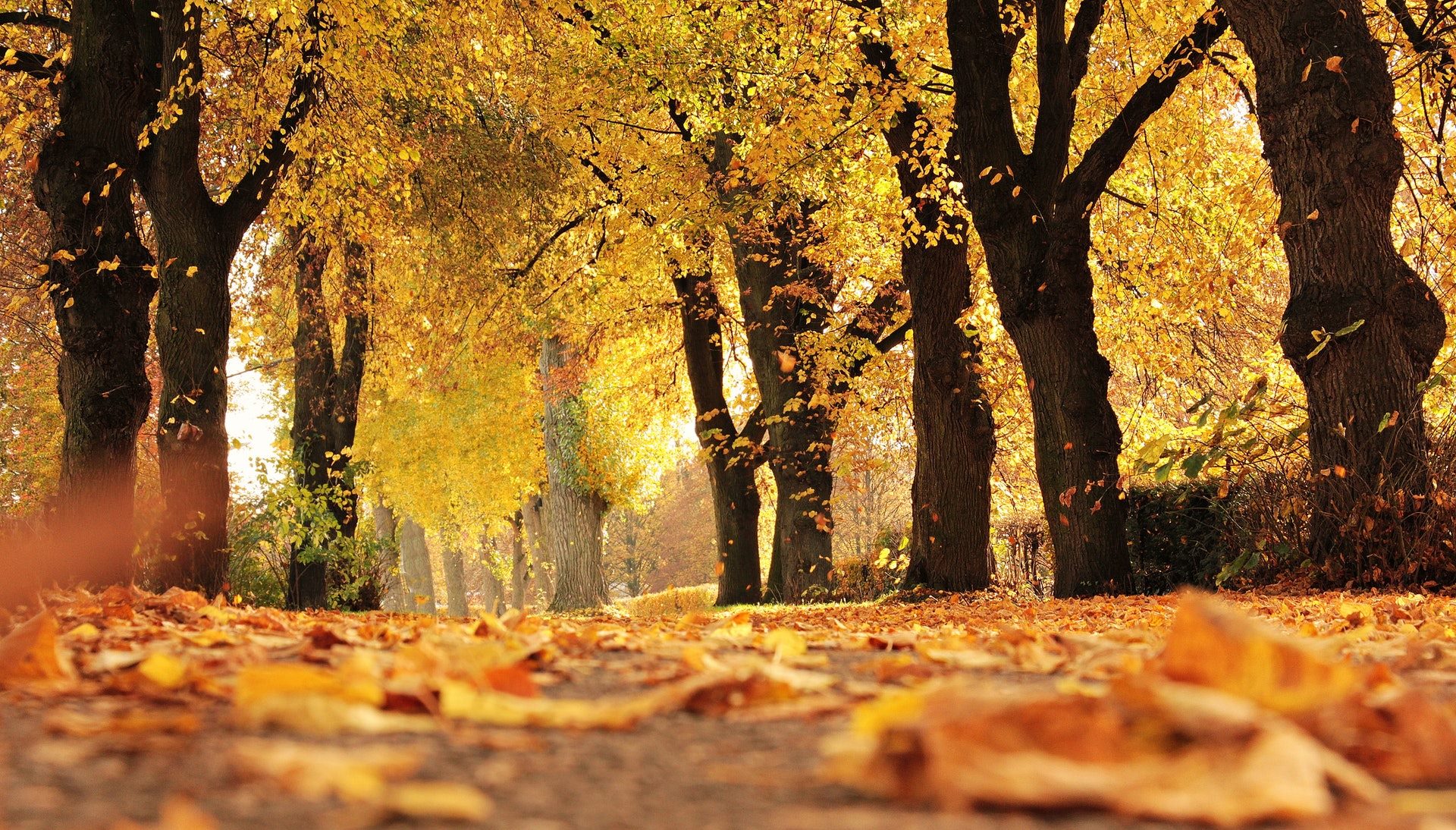 Why the fall is a great time to sell your home